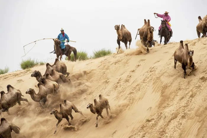 Framed Print : Mongolian horse rider chasing the camels running down in a sand dune