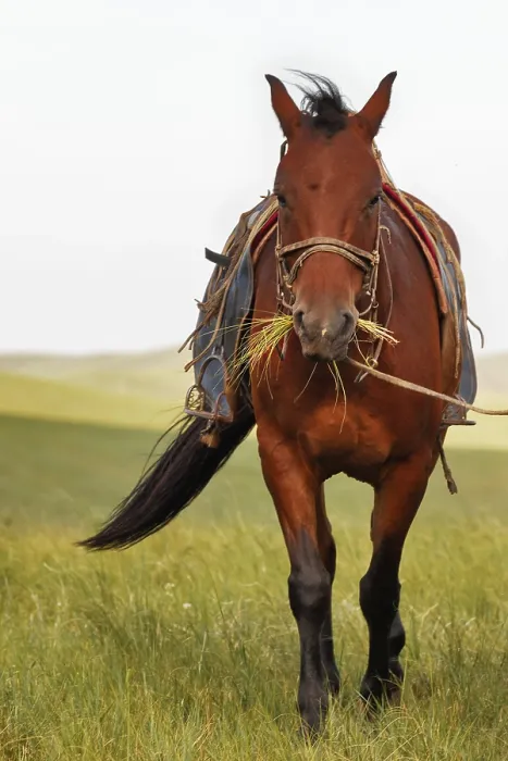 Framed Print : Mongolian Horses in the steppes of Mongolia