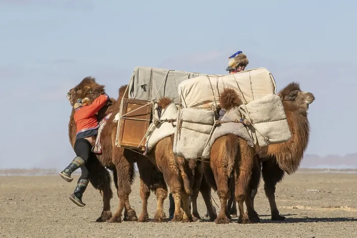 Framed Print : Two Mongolian nomads load their two‑humped Bactrian camels (Camelus bactrianus)