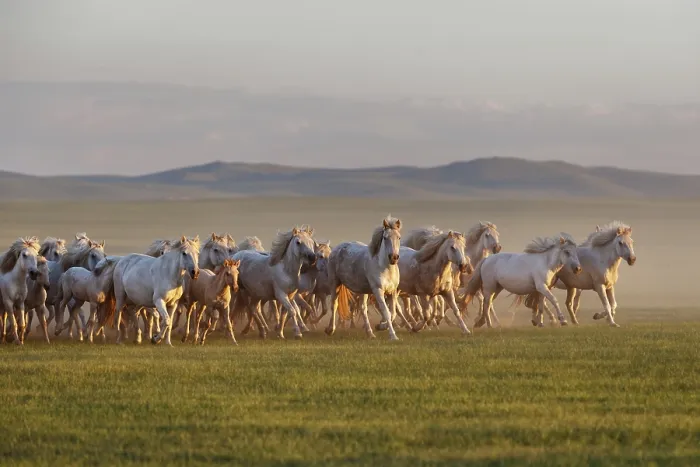 Framed Print : Mongolian white wild horses running on the endless grasslands