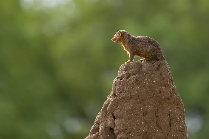 Framed Print : Mongoose (Herpestidae), sitting on termite mound Framed Print : Mongoose (Herpestidae), sitting on termite mound