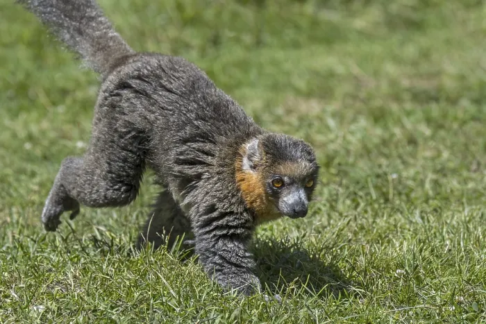 Framed Print : Mongoose lemur (Lemur albimanus) primate native to Madagascar and introduced to the Comoros Islands