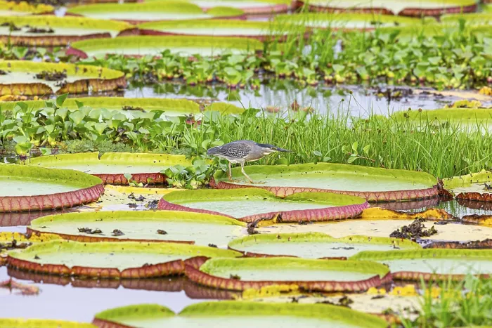 Framed Print : Mongrove Heron (Butorides striatus) Pantanal Brazil