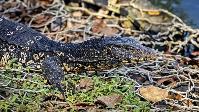 Framed Print : A monitor lizard lying on a pile of leaves on the ground Framed Print : A monitor lizard lying on a pile of leaves on the ground