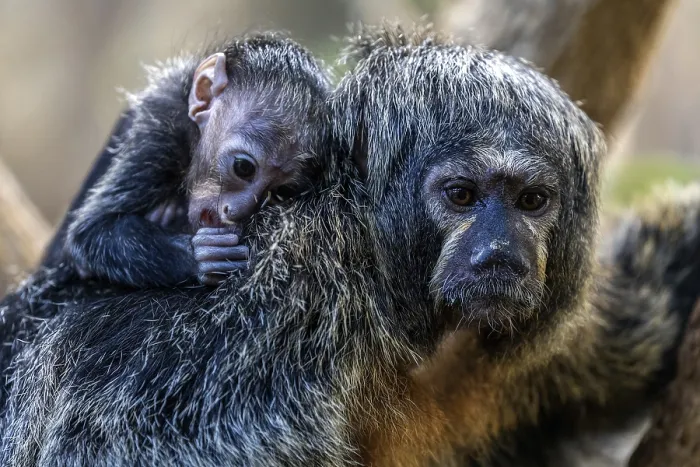 Framed Print : Monk monkey (Pithecia monachus)