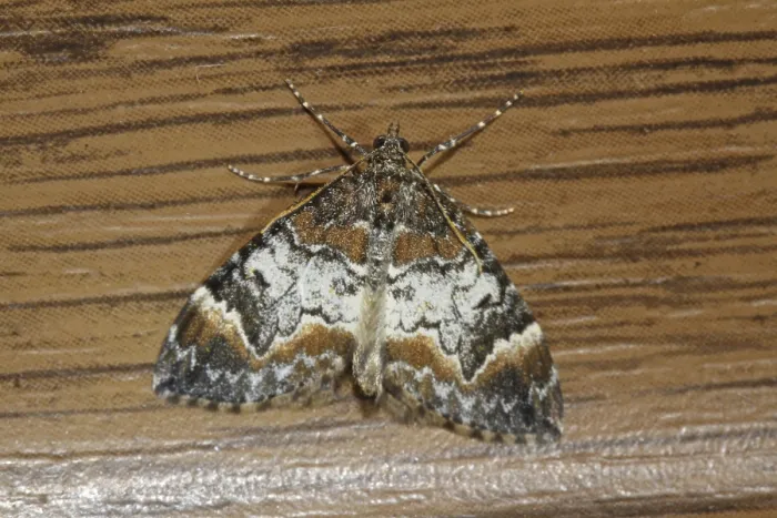 Framed Print : Monk spotted banded moth (Dysstroma truncata) Framed Print : Monk spotted banded moth (Dysstroma truncata)