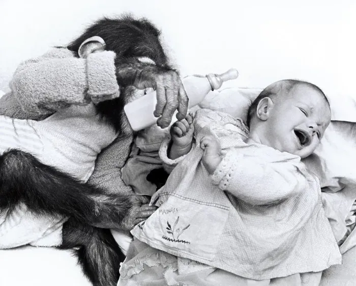Framed Print : Monkey baby feeds human baby, England Framed Print : Monkey baby feeds human baby, England