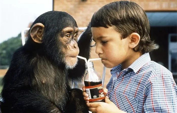 Framed Print : Monkey and boy share lemonade, England Framed Print : Monkey and boy share lemonade, England