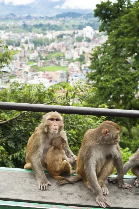 Framed Print : Monkey at Buddhist shrine Swayambhunath Stupa Framed Print : Monkey at Buddhist shrine Swayambhunath Stupa