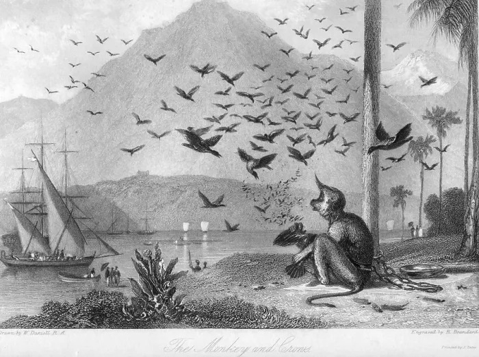 Framed Print : Monkey and crows, India, Asia Framed Print : Monkey and crows, India, Asia