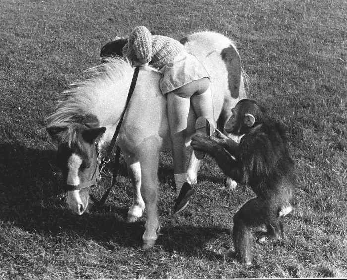 Framed Print : Monkey helps girl on a pony, England