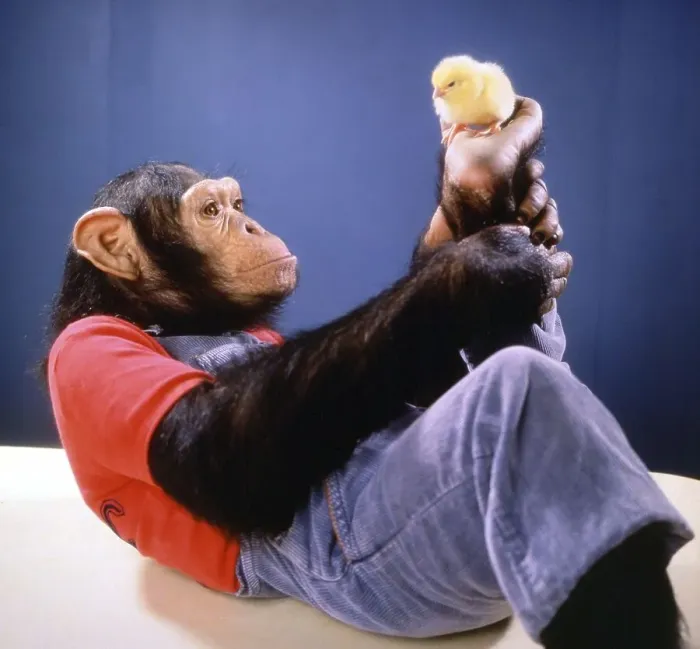 Framed Print : Monkey plays with a chick, England, Great Britain Framed Print : Monkey plays with a chick, England, Great Britain