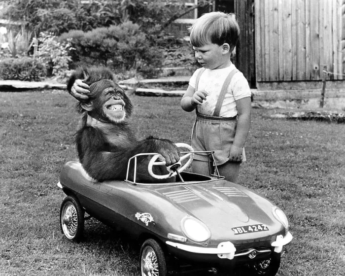 Framed Print : Monkey is sitting in a children's car Framed Print : Monkey is sitting in a children's car