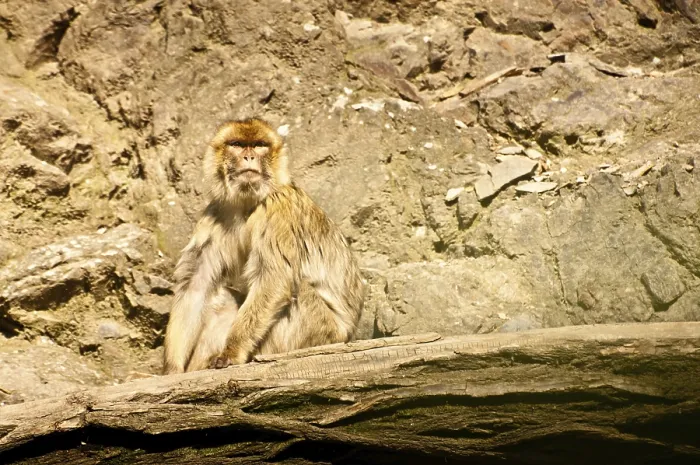 Framed Print : A monkey sitting on a rocky surface in sunlight