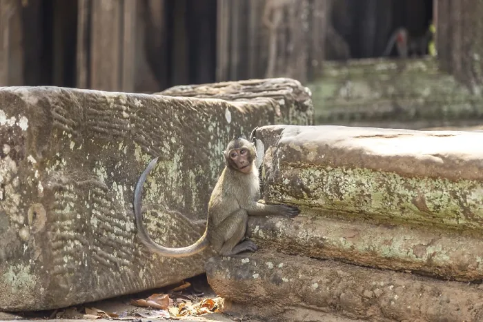 Framed Print : Monkey in the temple complex of Angkor Wat