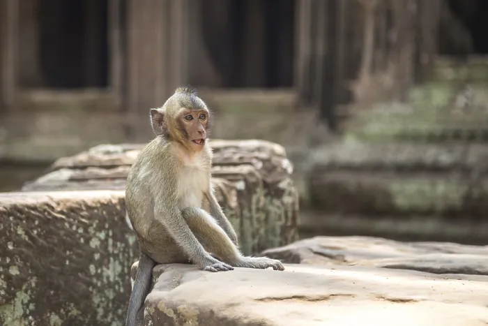 Framed Print : Monkey in the temple complex of Angkor Wat Framed Print : Monkey in the temple complex of Angkor Wat