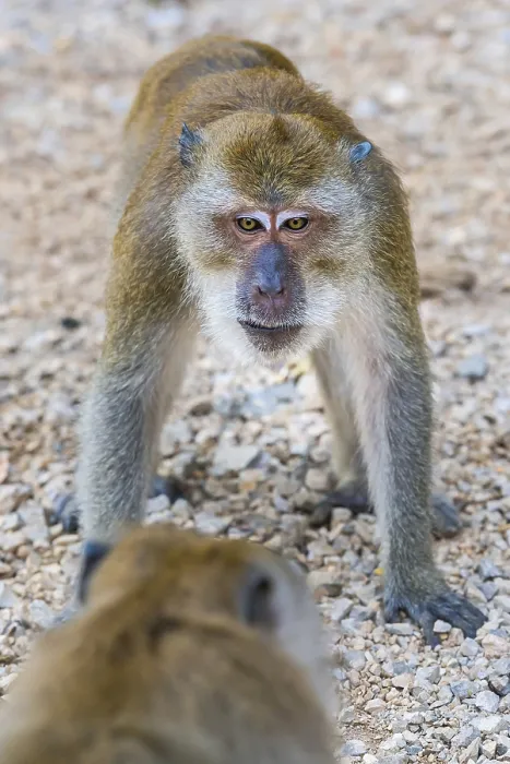 Framed Print : Monkey in Wat Sok Tham temple, macaque Framed Print : Monkey in Wat Sok Tham temple, macaque