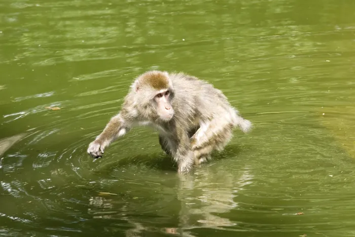 Framed Print : Monkey in the water