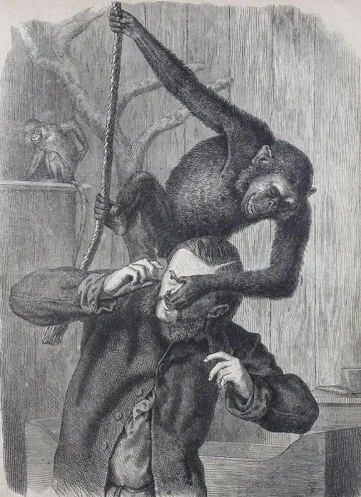 Framed Print : Monkey in the zoo playing with his keeper