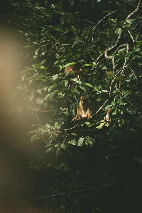 Framed Print : Two monkeys crouching on branched branches amidst green leaves