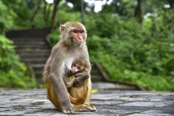 Framed Print : Monkeys at Swayambhu, Monkey Temple Framed Print : Monkeys at Swayambhu, Monkey Temple