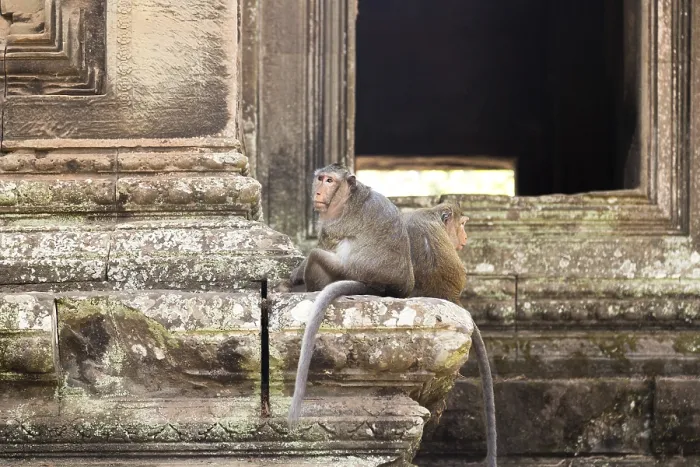 Framed Print : Monkeys in the temple complex of Angkor Wat