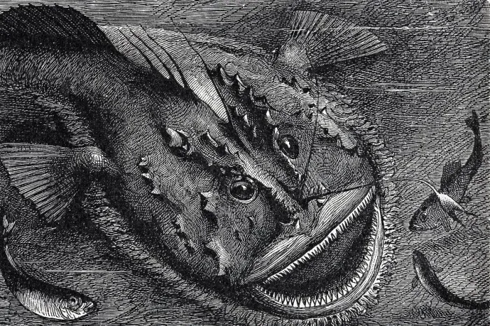 Framed Print : Monkfish (Lophius piscatorius) Framed Print : Monkfish (Lophius piscatorius)