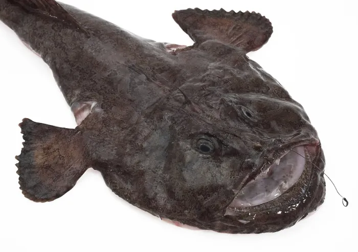 Framed Print : Monkfish (lophius piscatorius)