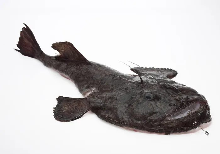 Framed Print : Monkfish (lophius piscatorius) Framed Print : Monkfish (lophius piscatorius)