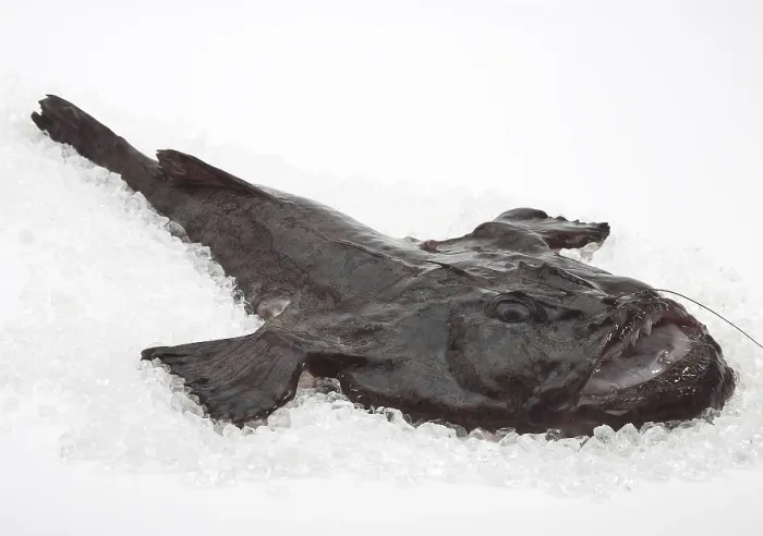 Framed Print : Monkfish (lophius piscatorius) Framed Print : Monkfish (lophius piscatorius)