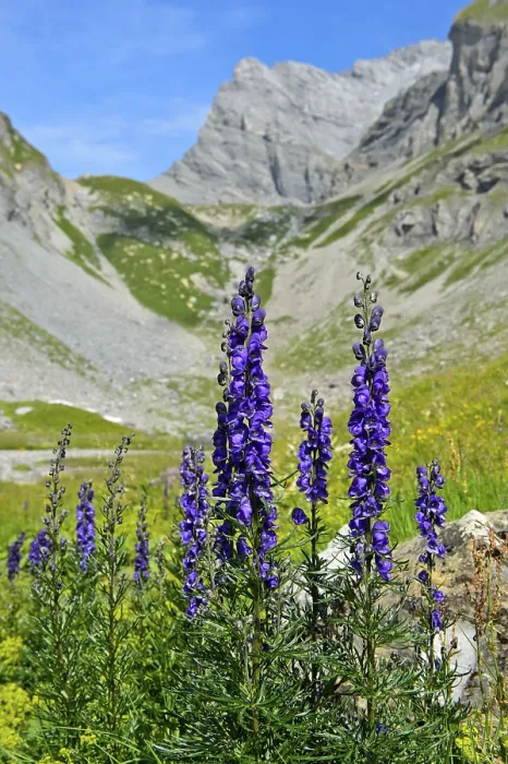 Framed Print : Monk's-hood (Aconitum napellus)