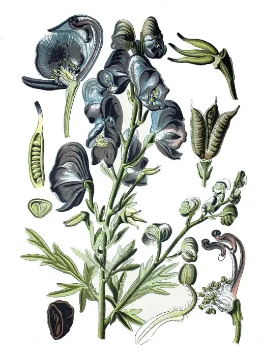 Framed Print : Monkshood, Aconite or Wolf's Bane (Aconitum napellus)