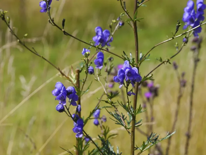 Framed Print : Monkshood (Aconitum napellus)