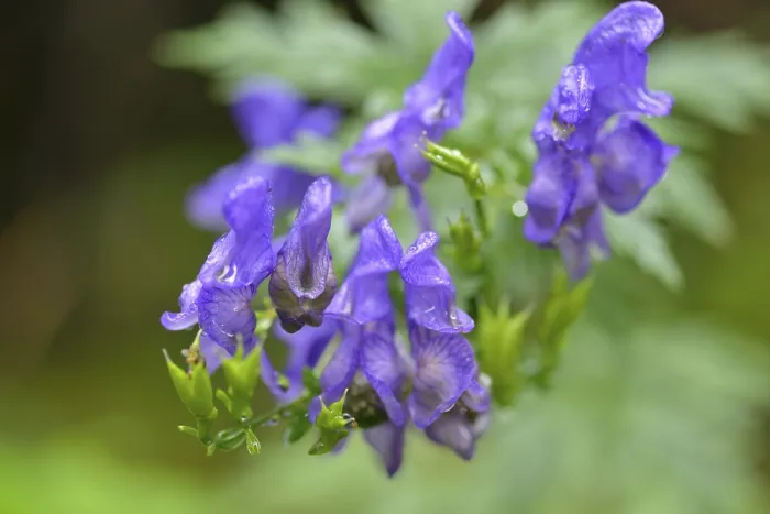 Framed Print : Monkshood (Aconitum napellus)