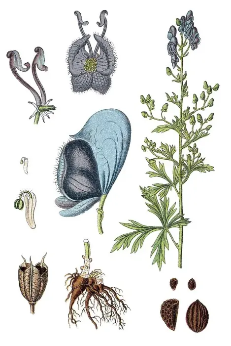 Framed Print : Monkshood or Wolf's Bane (Aconitum napellus)