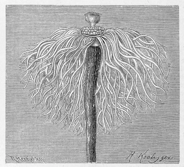 Framed Print : Monocaulus imperator, Historical