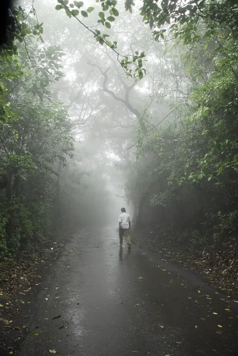 Framed Print : Monsoon, man walking on road between forest