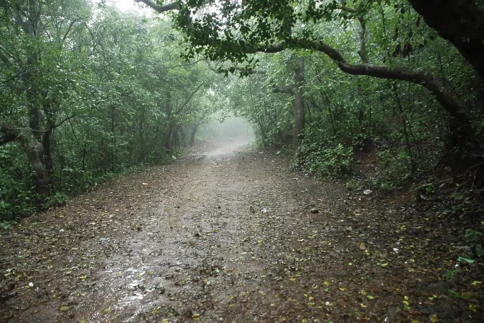 Framed Print : Monsoon, path between forest, Mahabaleshwar Mahabaleshwar Framed Print : Monsoon, path between forest, Mahabaleshwar Mahabaleshwar
