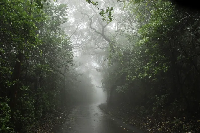 Framed Print : Monsoon, road between forest, Mahabaleshwar Mahabaleshwar