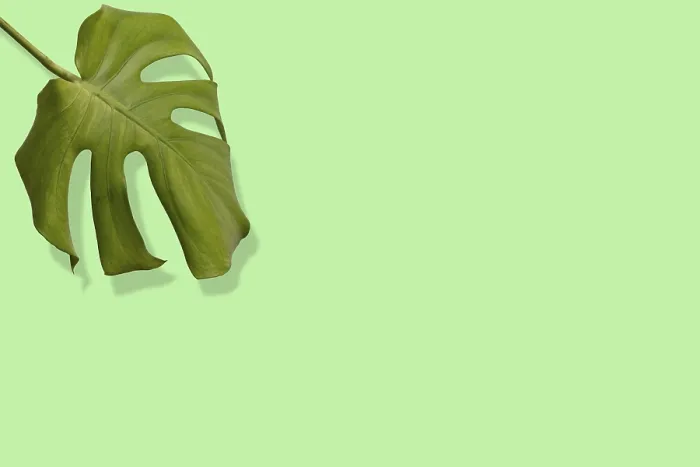 Framed Print : Monstera leaf with shadow on green background with copy space Framed Print : Monstera leaf with shadow on green background with copy space