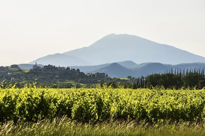 Framed Print : Mont Ventoux and cypress avenue