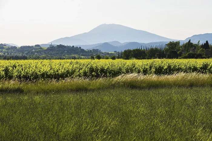 Framed Print : Mont Ventoux and cypress avenue