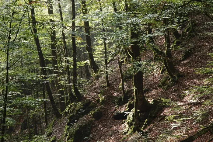 Framed Print : Montane forest, Risnjak National Park