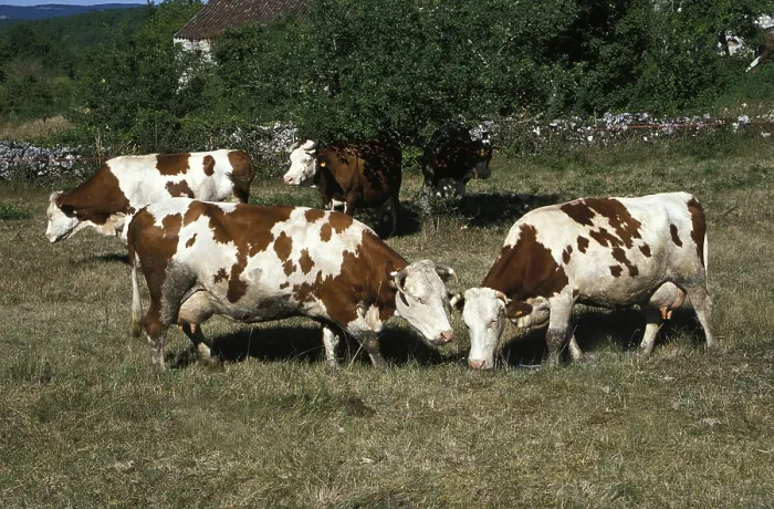 Framed Print : Montbeliarde cattle, a French breed, herd of cows Framed Print : Montbeliarde cattle, a French breed, herd of cows