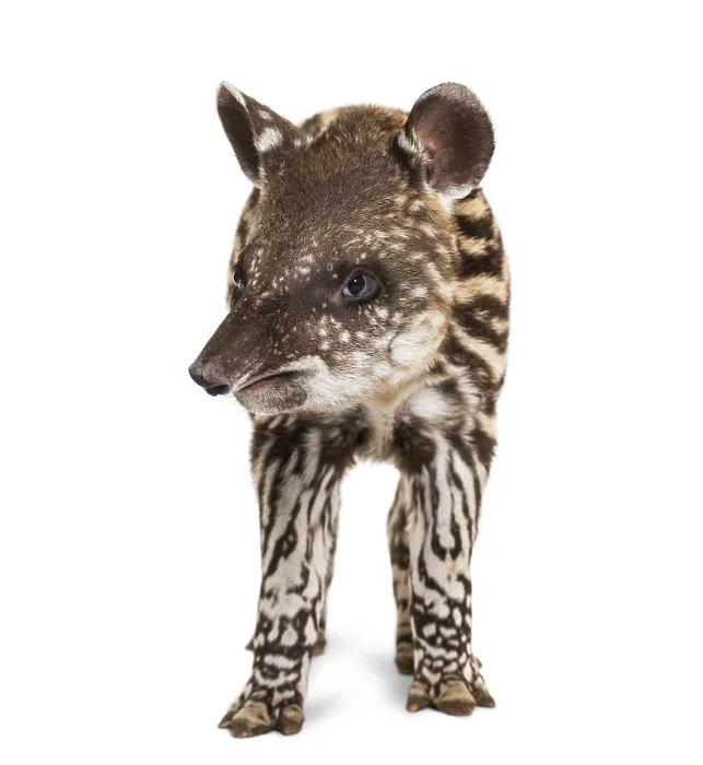 Framed Print : Month old Brazilian tapir standing in front of white background