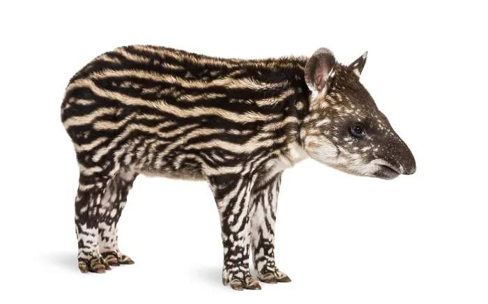 Framed Print : Month old Brazilian tapir standing in front of white background