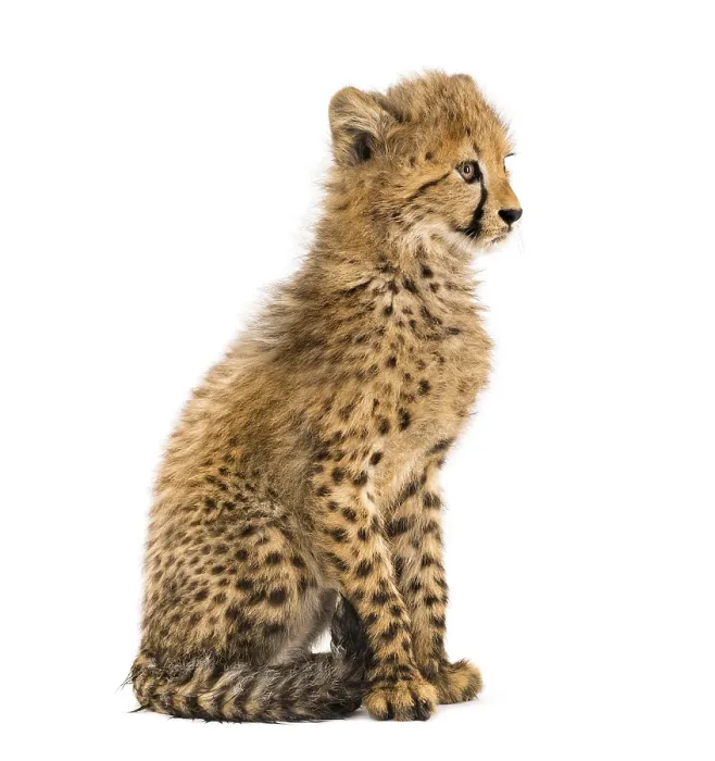Framed Print : Three months old cheetah cub sitting Framed Print : Three months old cheetah cub sitting