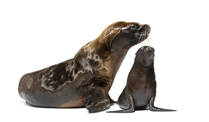Framed Print : Two months old Pup and its mother South American sea lion