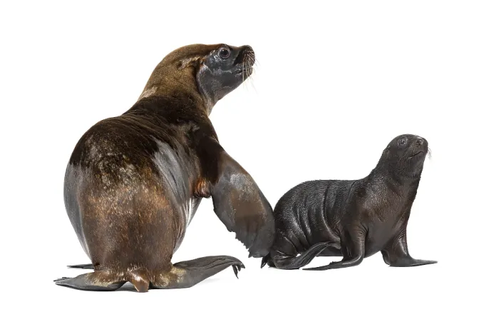 Framed Print : Two months old Pup and its mother South American sea lion Framed Print : Two months old Pup and its mother South American sea lion