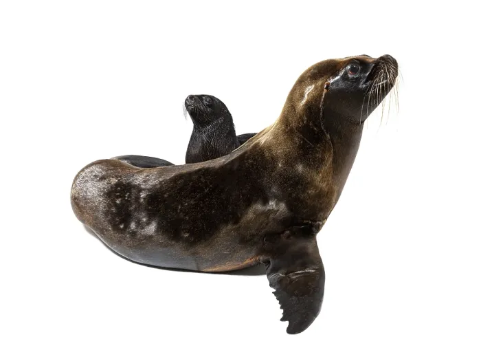 Framed Print : Two months old Pup and its mother South American sea lion
